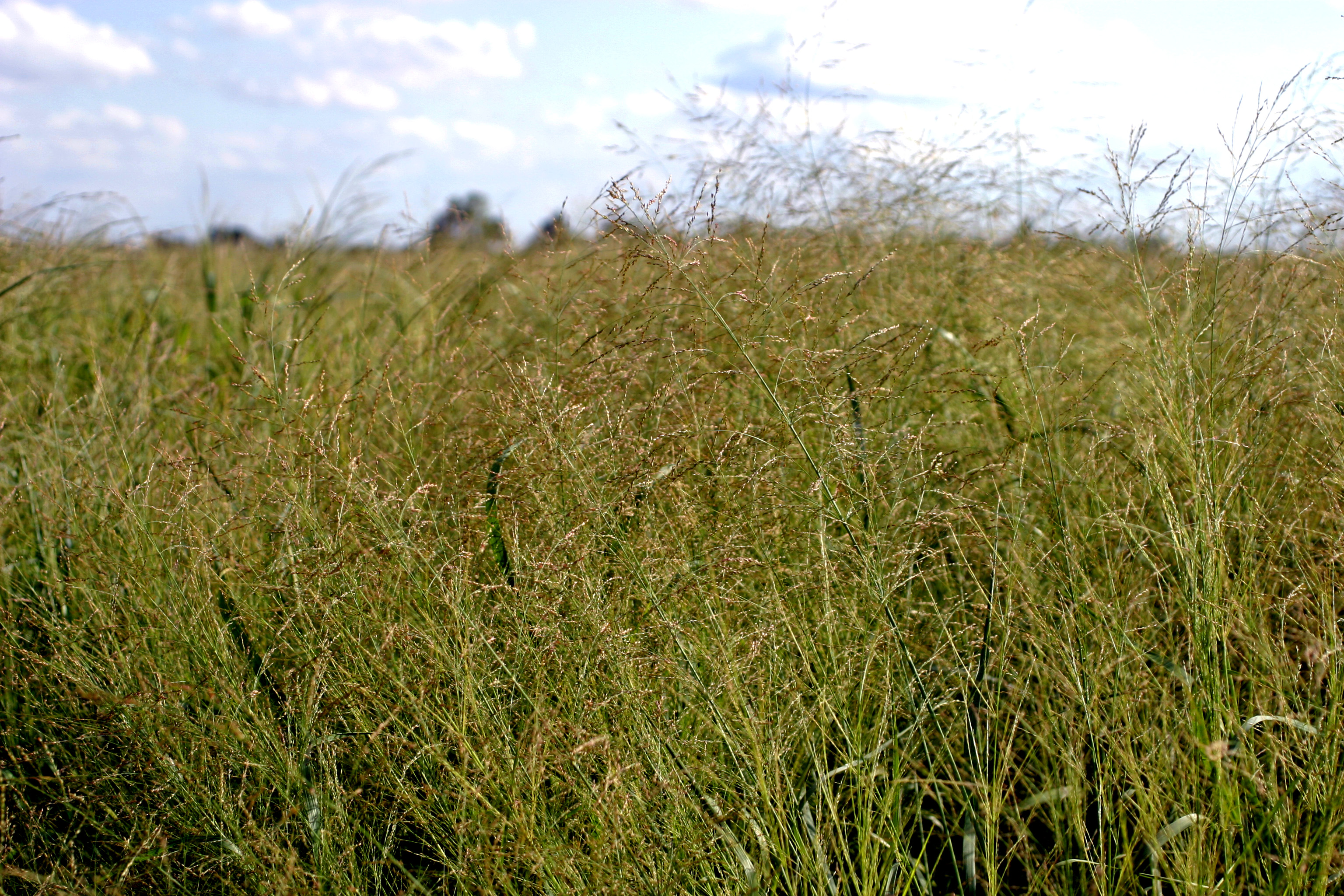 Switchgrass